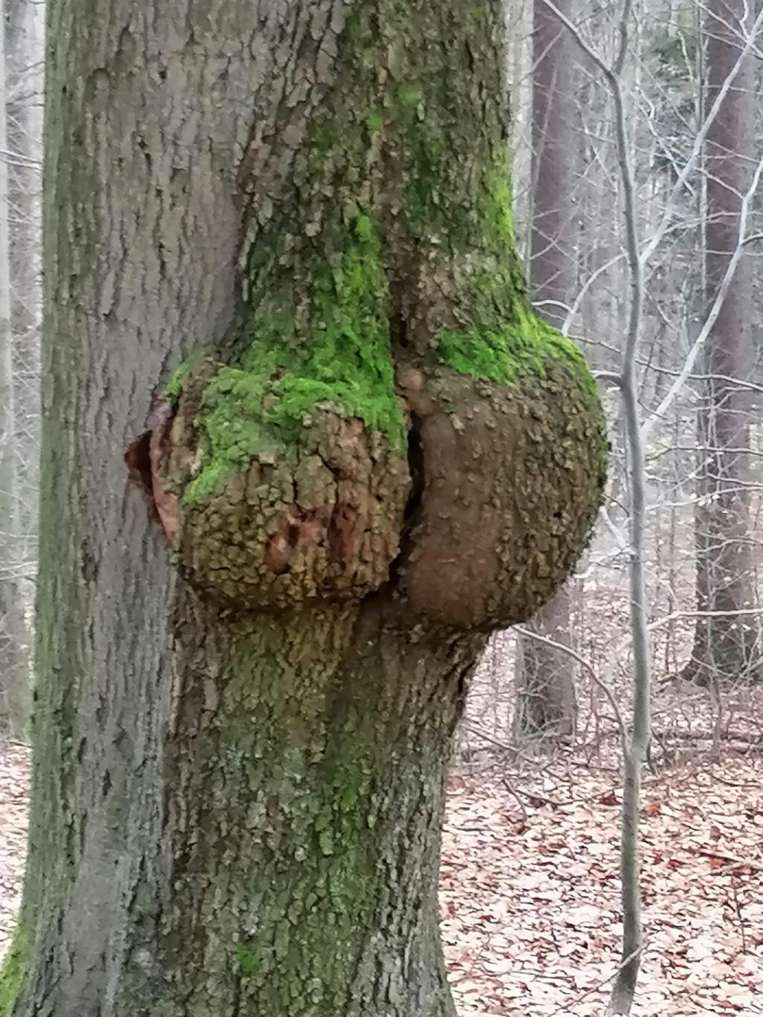 Penzion Jura Chřibská エクステリア 写真